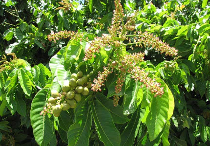 Pometia Pinnata