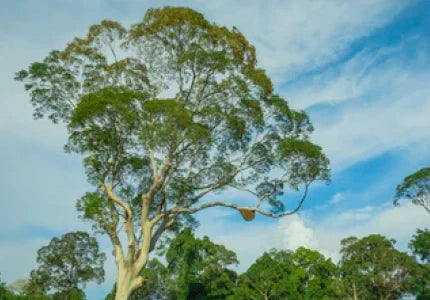 Koompassia excelsa - Tualang Tree