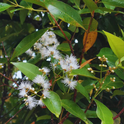 Gelam - Melaleuca Cajuputi
