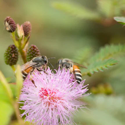 Mimosa Pudica