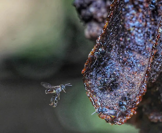 Why is Stingless Bee Honey so important...It should beeee!