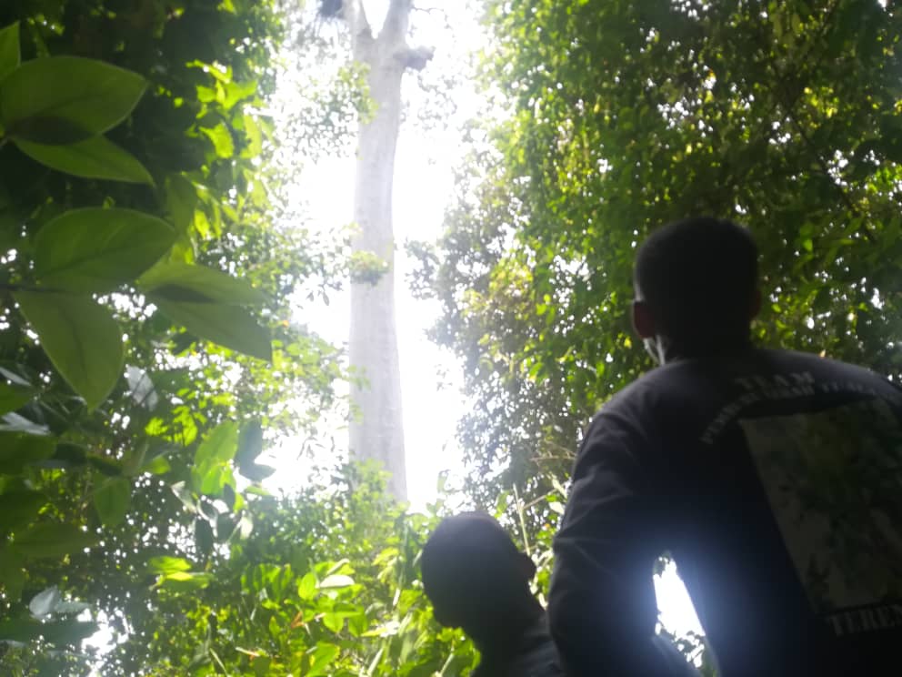 Canopy Crafted: Why Tualang Honey Is Gaining Attention Beyond Manuka
