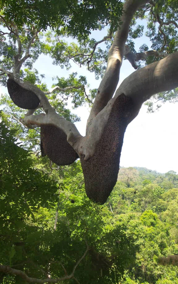 What Is Tualang Honey, Really? A Rainforest Guide for the Curious