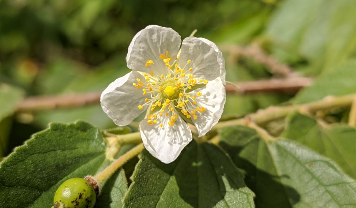 Muntingia Calabura