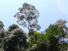 Load image into Gallery viewer, Morning Root - Tualang Wild Bee Honey by Nirwana
