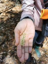 Load image into Gallery viewer, Golden Soothe - Gelam Wild Bee Honey by Nirwana
