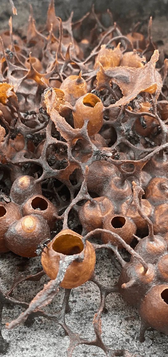 Close up Stingless Bee Pod
